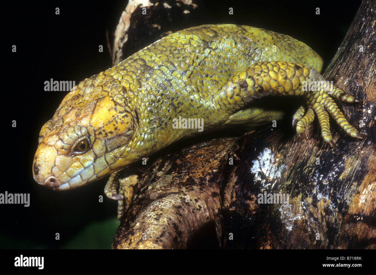 Prehensile tailed Skink (Corucia zebrata Stock Photo - Alamy