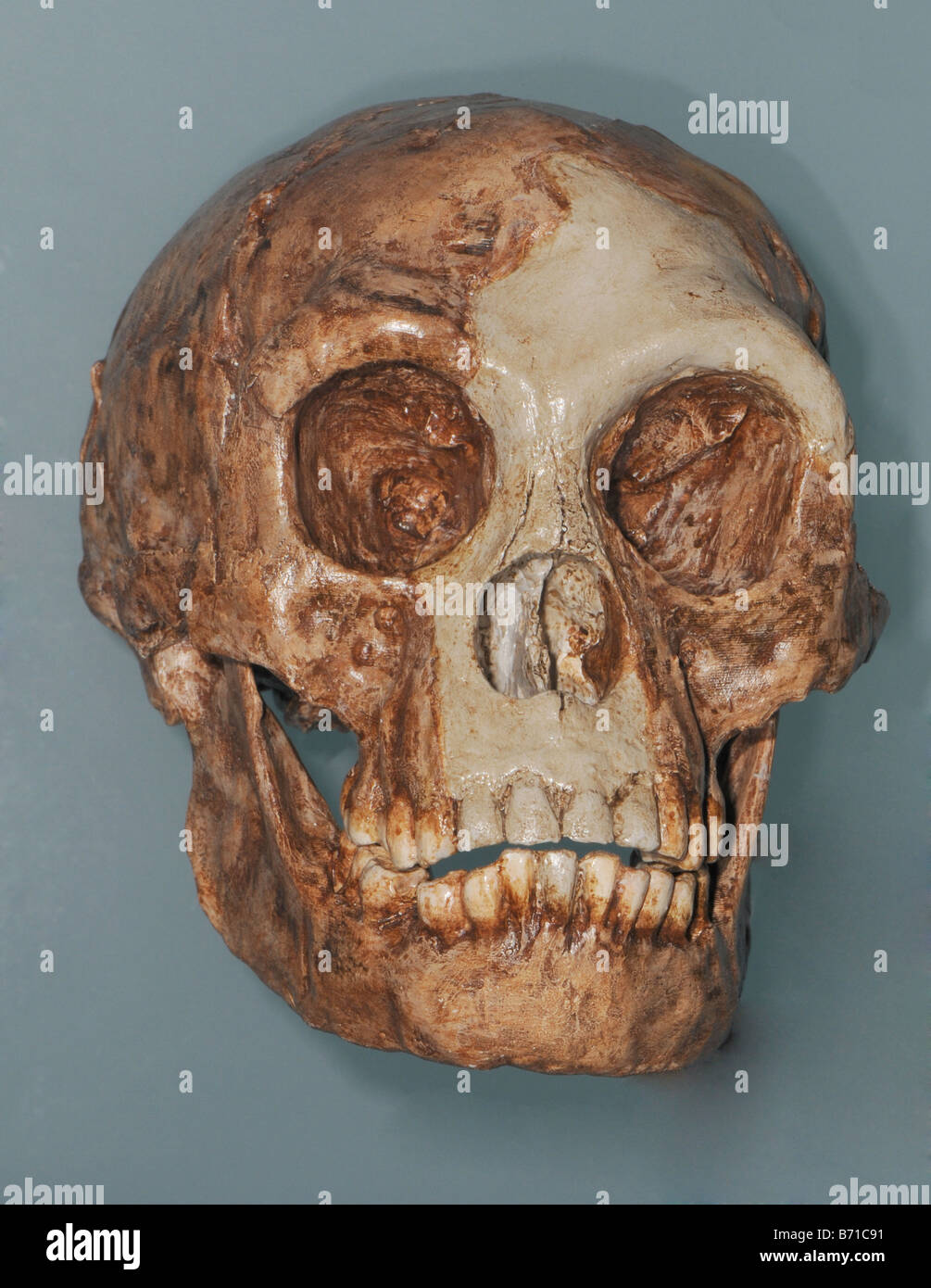 Skull cast of Homo floresiensis nicknamed Hobbit is a possible species in the genus Homo Stock Photo
