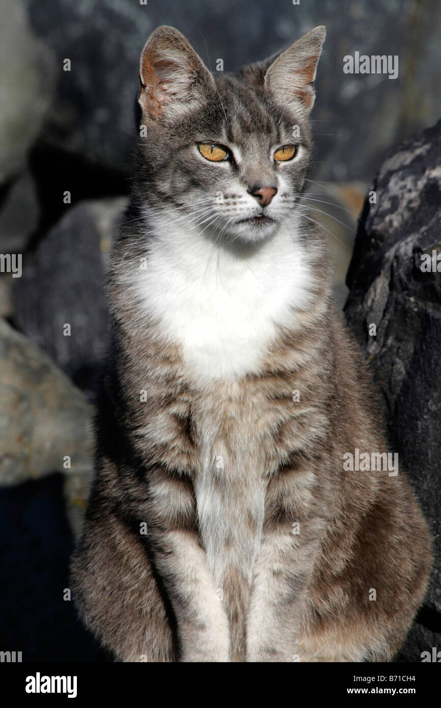 Feral cat Stock Photo
