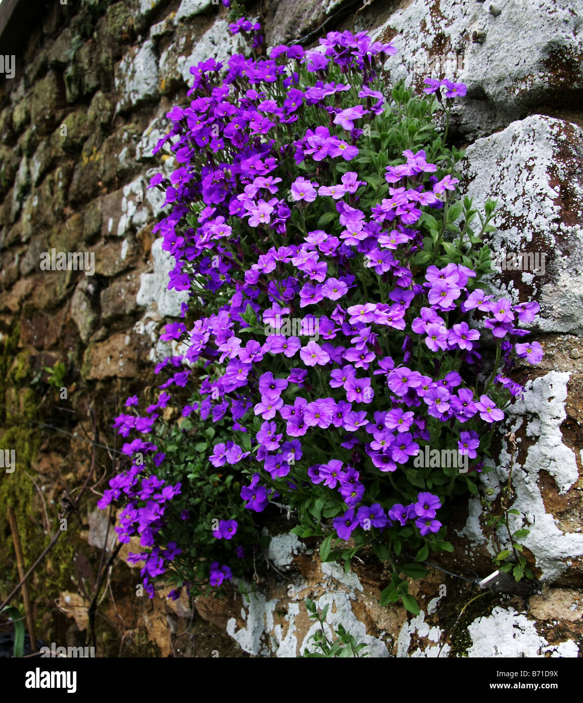 Wild flowers growing from wall hi-res stock photography and images - Alamy