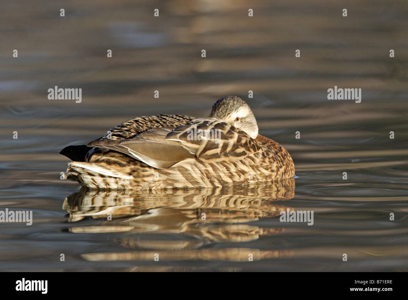 Female Mallard duck sleeping on water Stock Photo Alamy