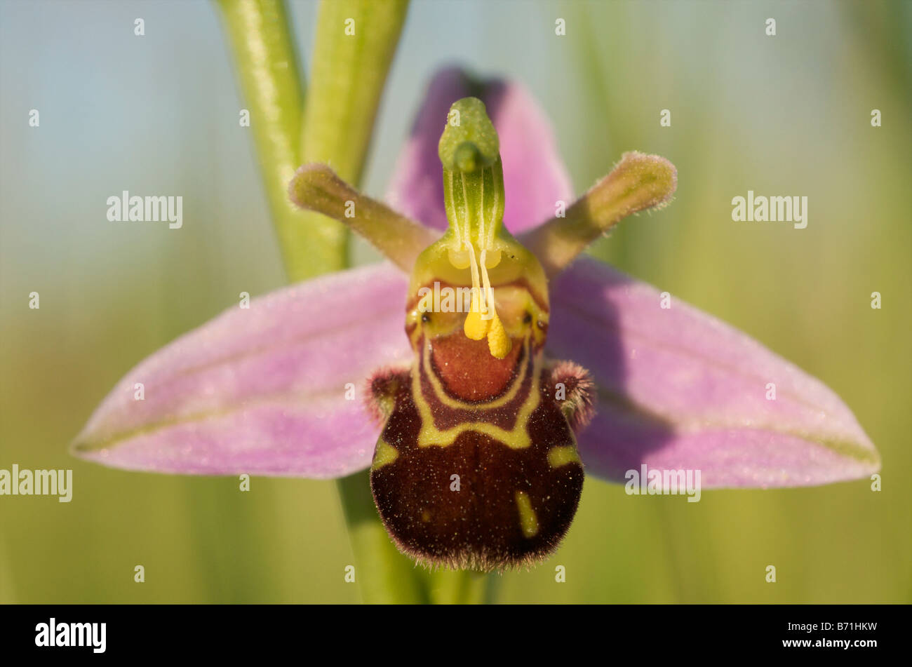 Unpollinated bee orchid flower, with pollinia intact, chalk grassland