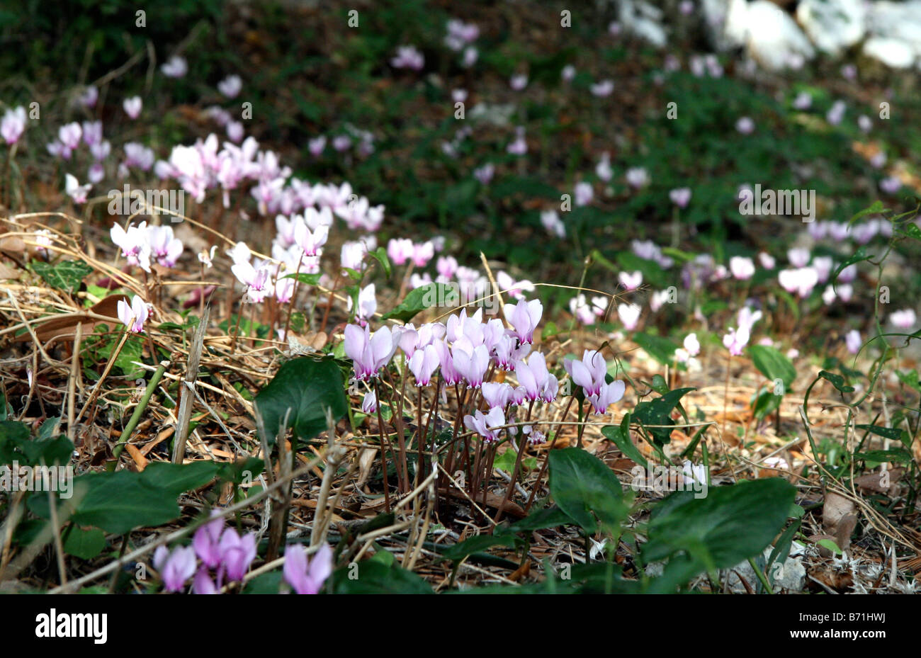 A swathe of cyclamen blossoms in woodland Stock Photo
