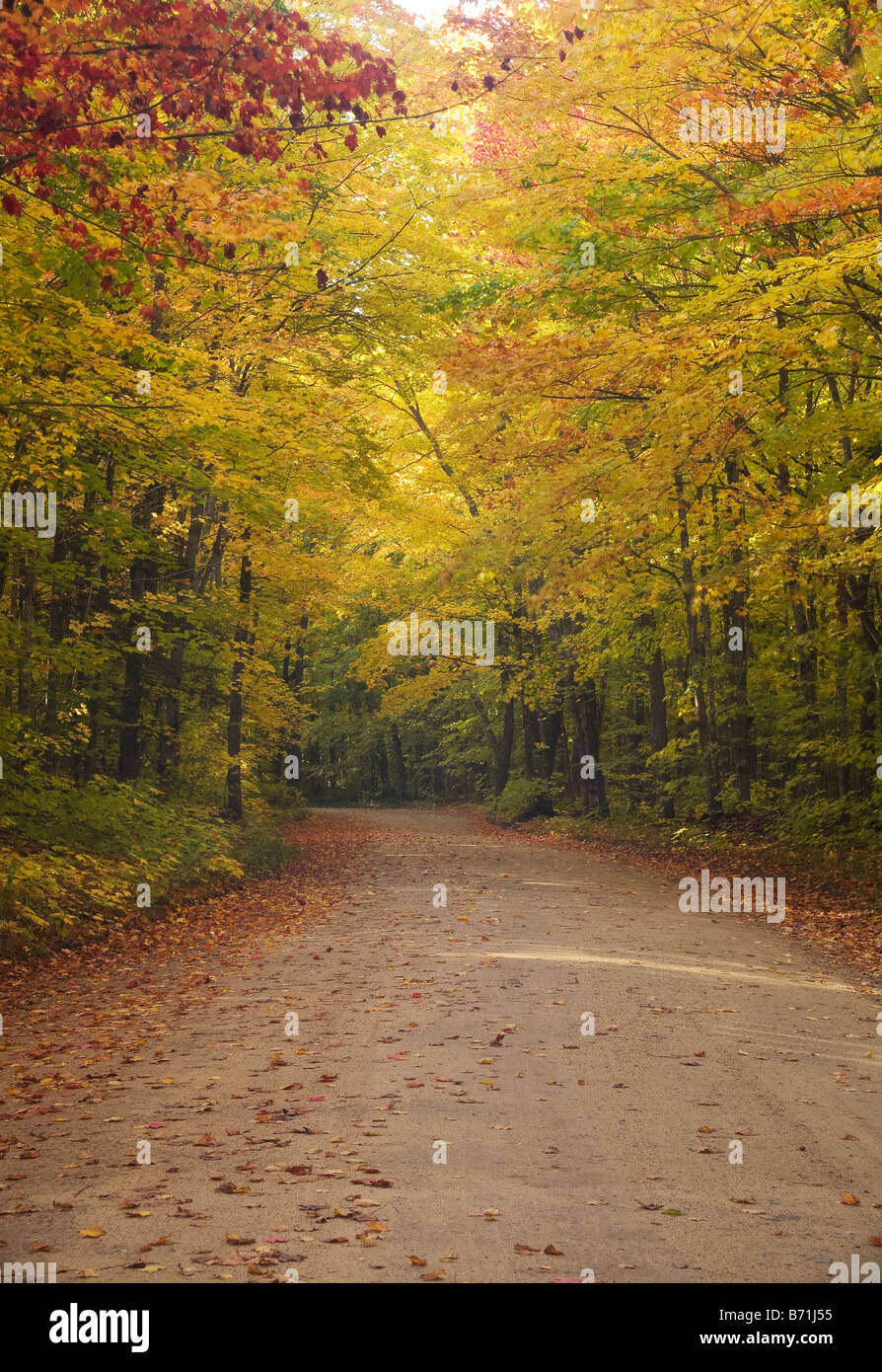 MICHIGAN - Autumn color along the road forested to Little Beaver Lake ...