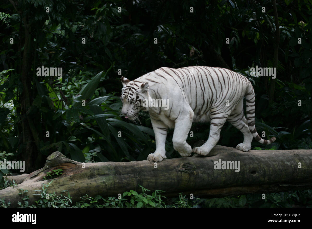 White Bengal Tiger - Creation Kingdom Zoo