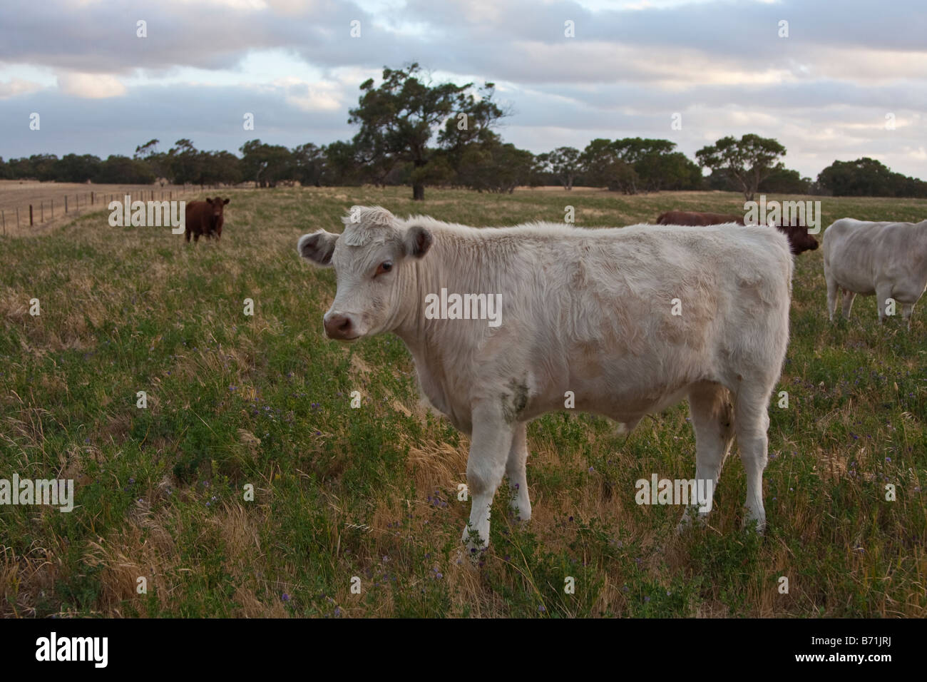 Australian Shorthorn weaner cow, Lochiel Park Taratap near Kingston SE, South Australia Stock Photo