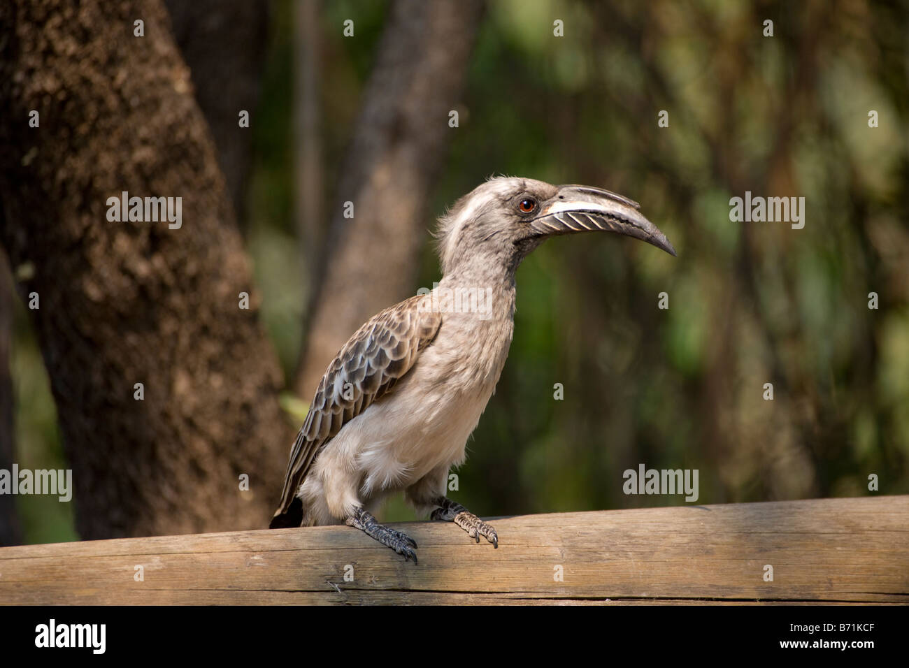 African Grey Hornbill Perched on a Railing, Lianshulu, Namibia Stock Photo