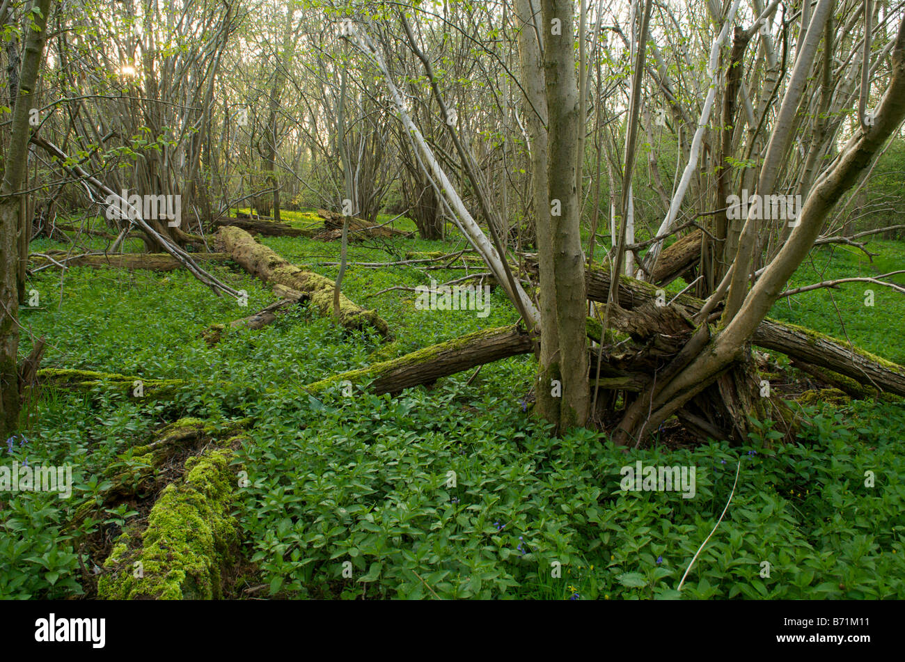 coppiced woodland in evening light Stock Photo