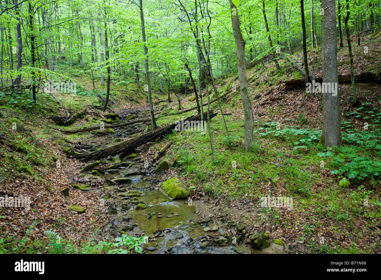 An old creek bed in the deep woods Stock Photo Alamy