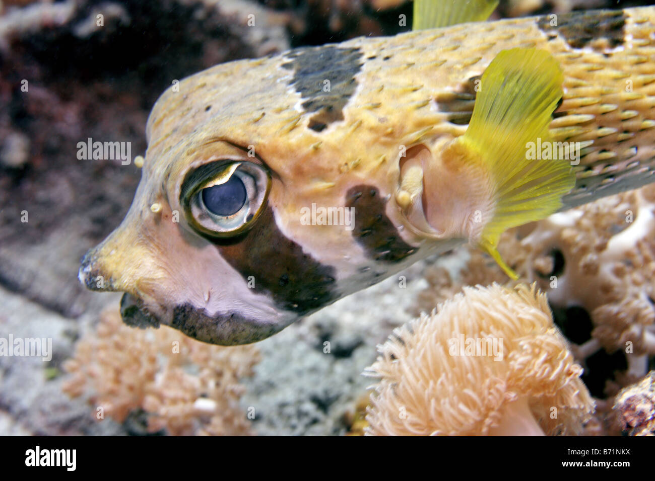 Black bloched porcupinefish diodon liturosus swimming on coral reef during the day Stock Photo