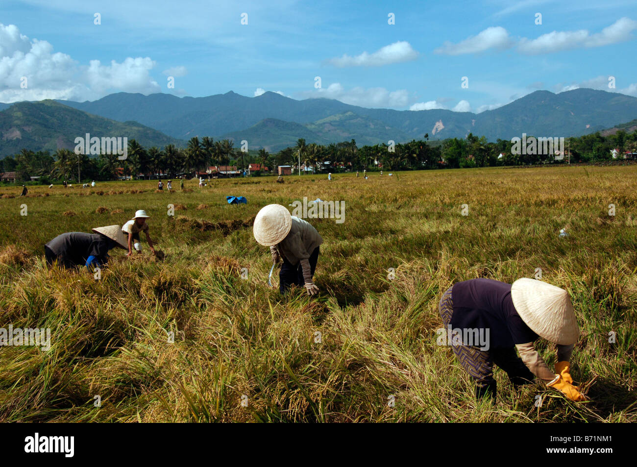 Four rice workers in field Mountains in background Turquoise blue sky ...