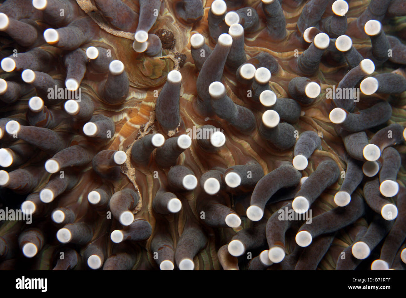 extended anemone at night on coral reef Stock Photo Alamy