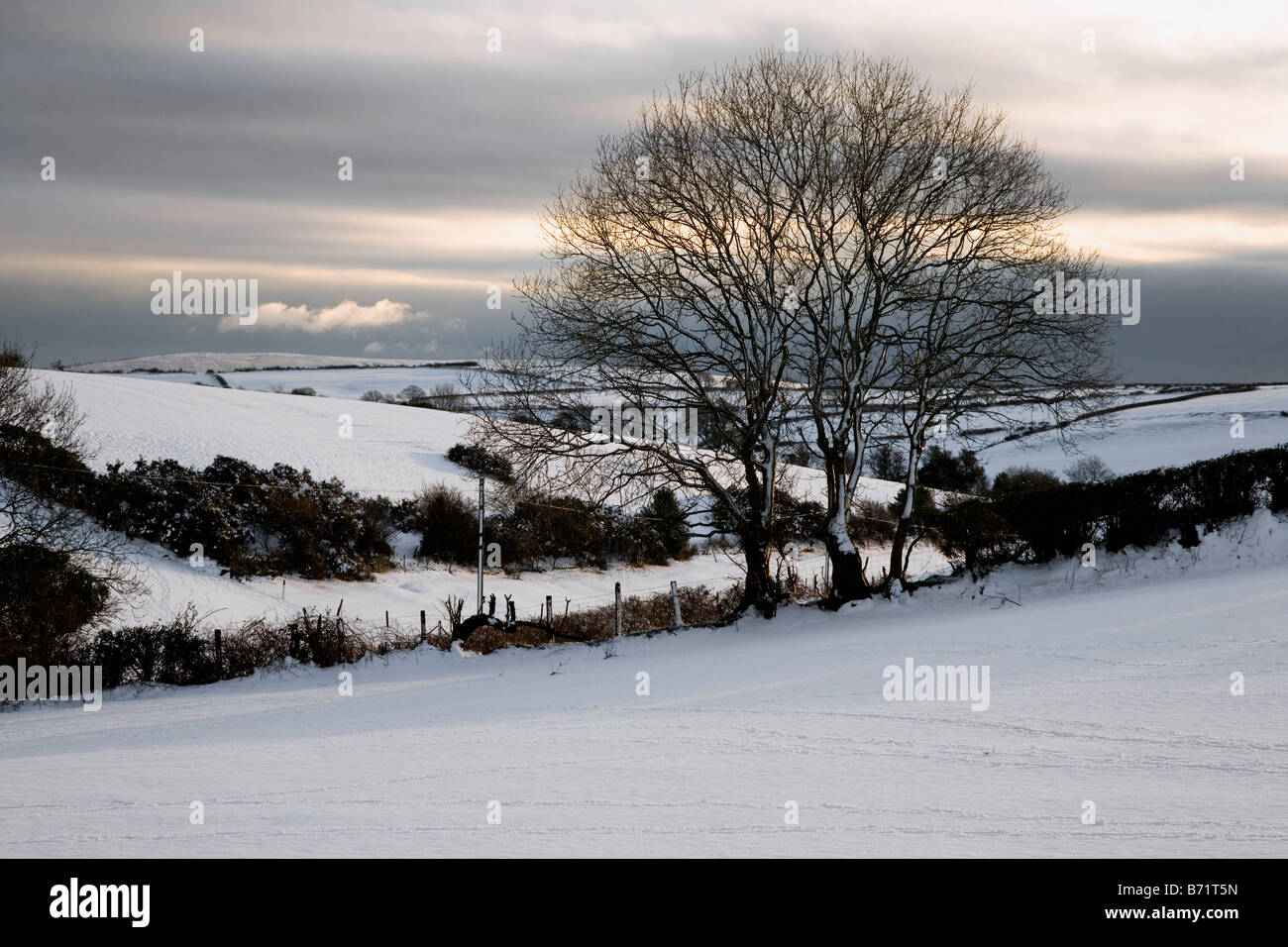 a snow scene, featuring a tree and headgerow taken at penymynydd