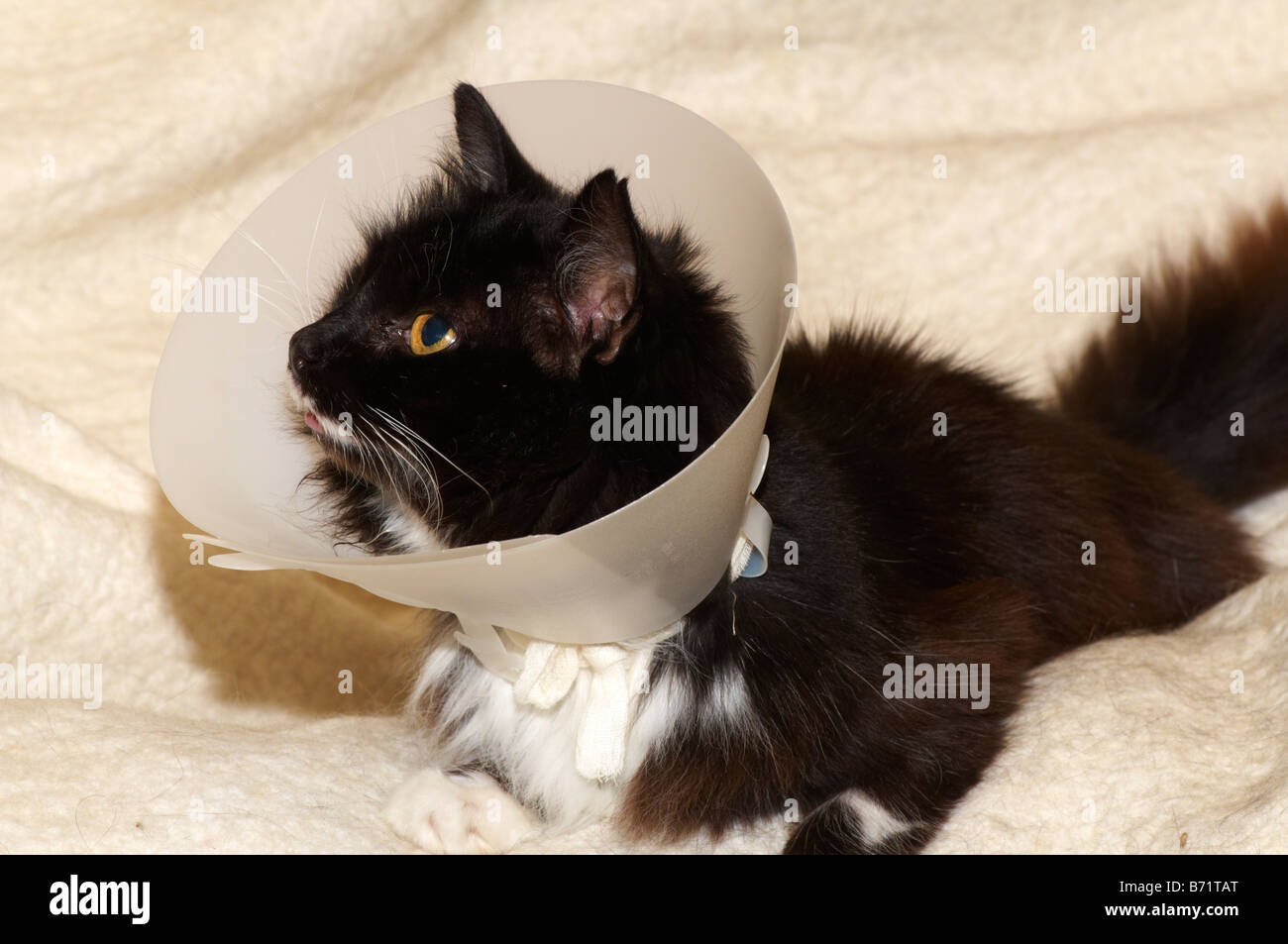 Cat wearing buster collar to prevent 