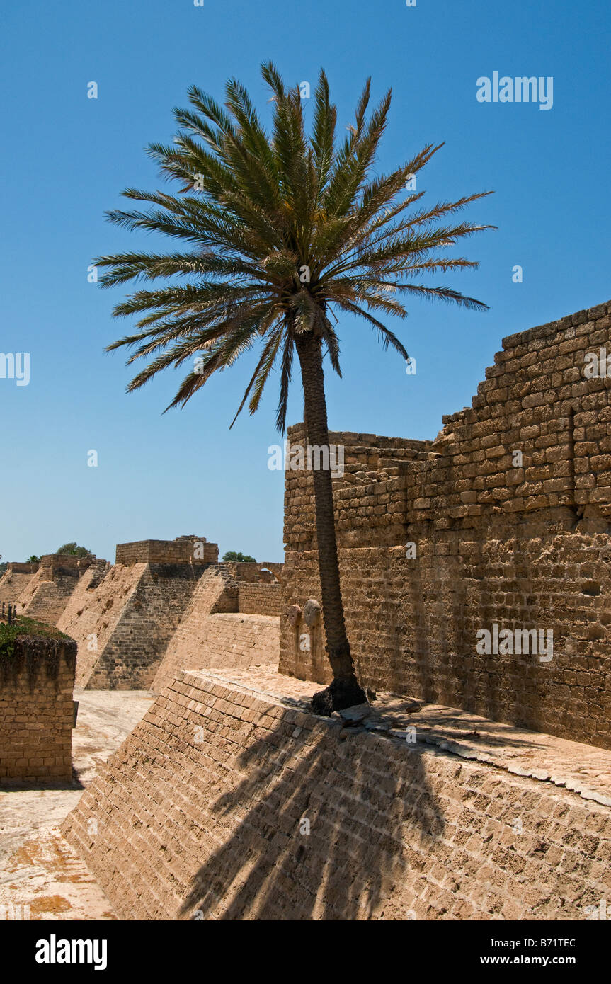 Palm tree growing from ancient crusader wall, Caesarea National Park,Israel Stock Photo Alamy