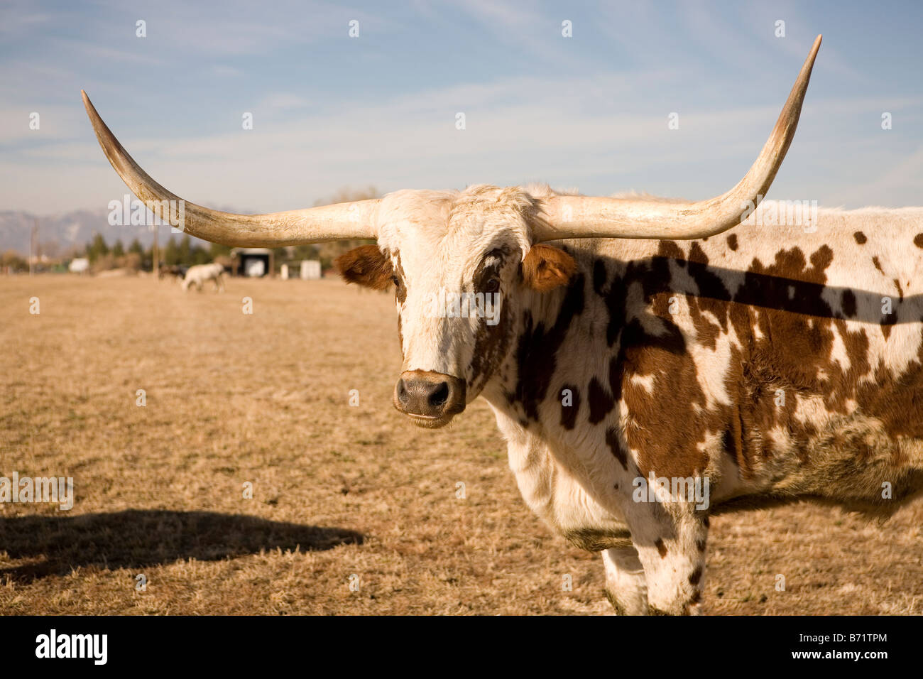 texas longhorn bull Stock Photo