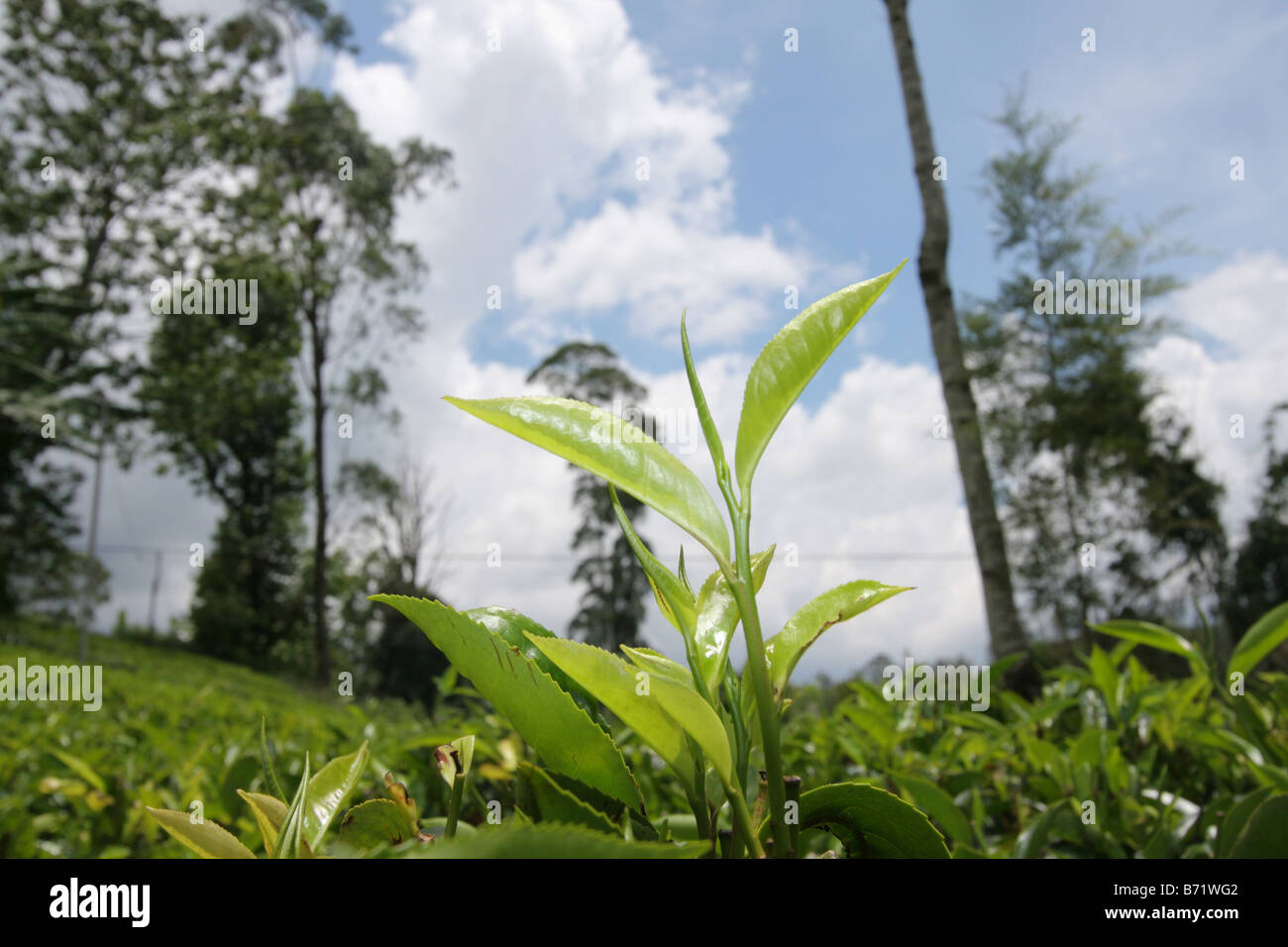 Two Leaves and a Bud - tea leaf on a verdant green tea plantaion in Sri Lanka Stock Photo
