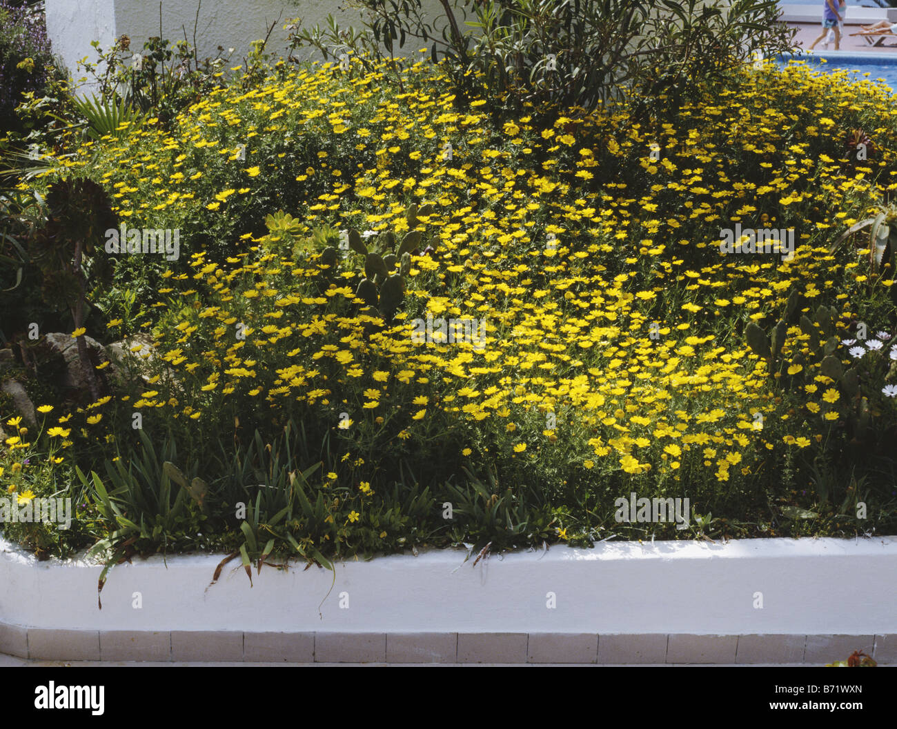 Close-up of yellow potentilla in Mediterranean garden border Stock Photo