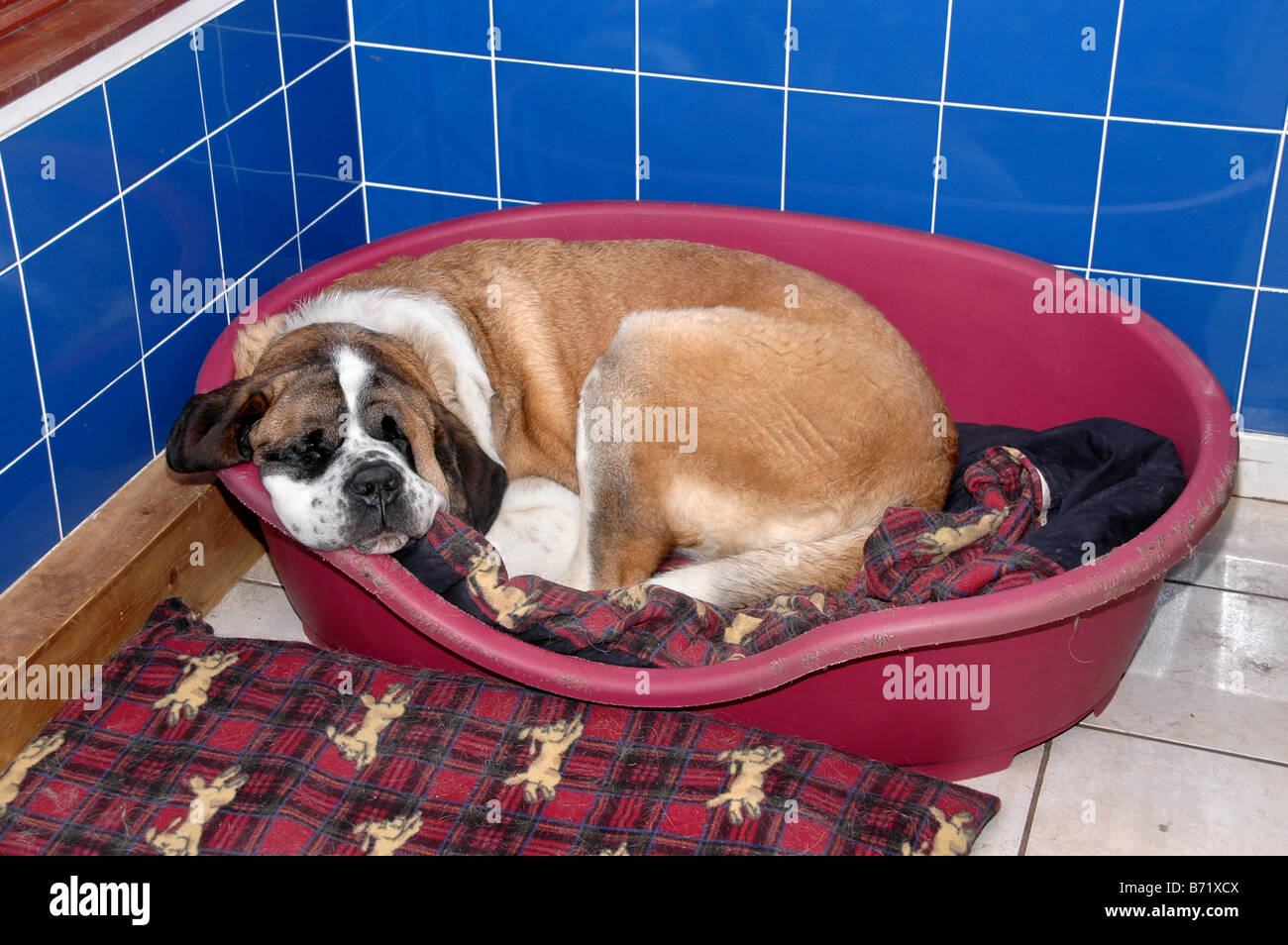 A St. Bernard lies sleeping in its bed Stock Photo Alamy