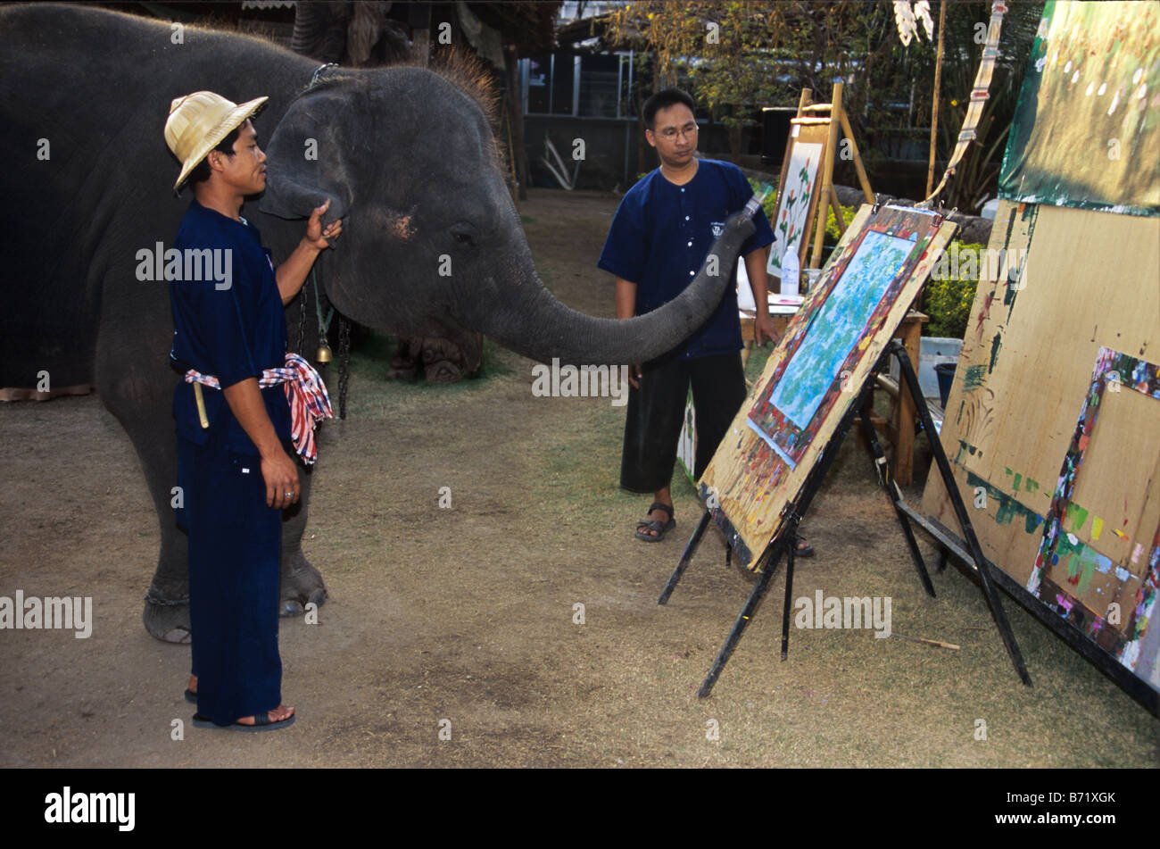 A Trained Asian Elephant Paints a Picture by Holding a Brush in his Trunk, Chiang Mai, northern