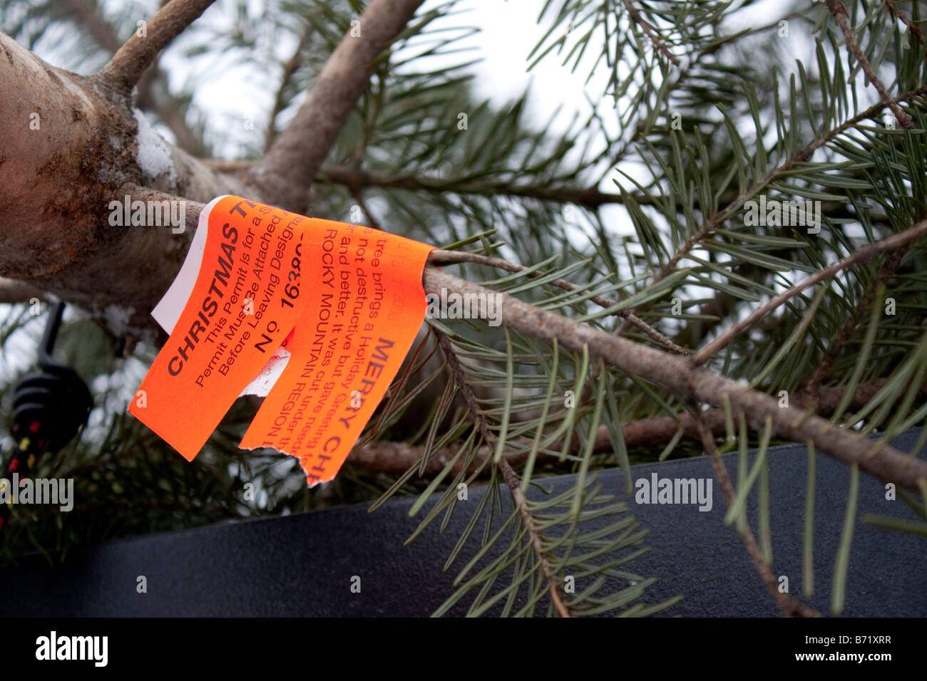 A fresh cut Christmas tree with a forest service tag Stock Photo