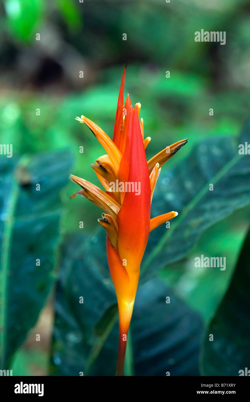 Suriname, Kwamalasamutu, Flower of plant of Heliconia family  (Heliconiaceae). Stock Photo