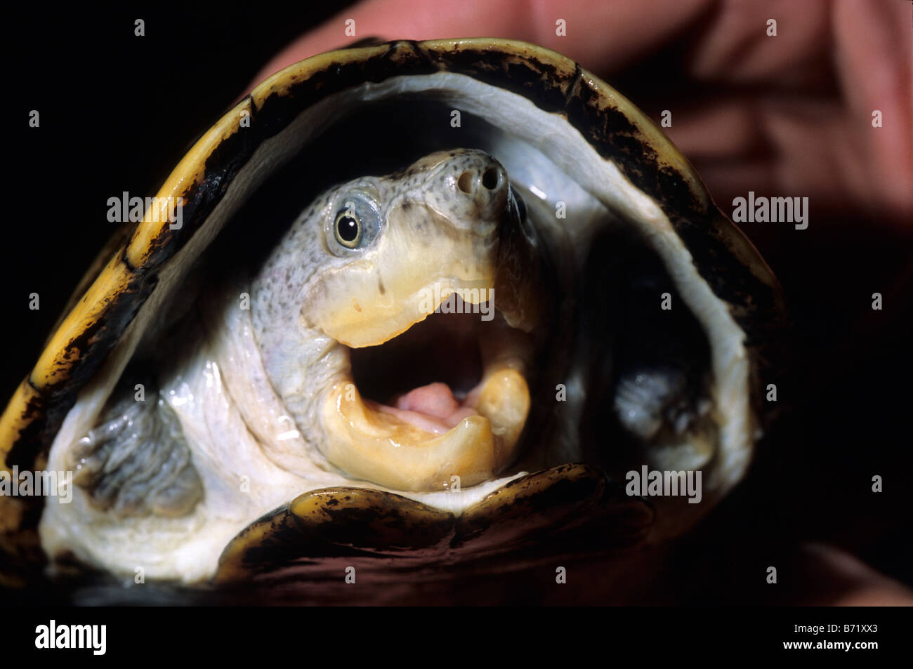 Narrow-bridged Musk Turtle, Claudius angustatus, Kinosternidae Stock Photo
