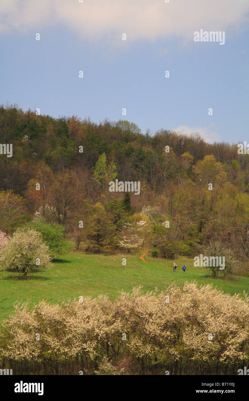 Apple Orchard, Appalachian Trail, Beagle Gap, Shenandoah National Park