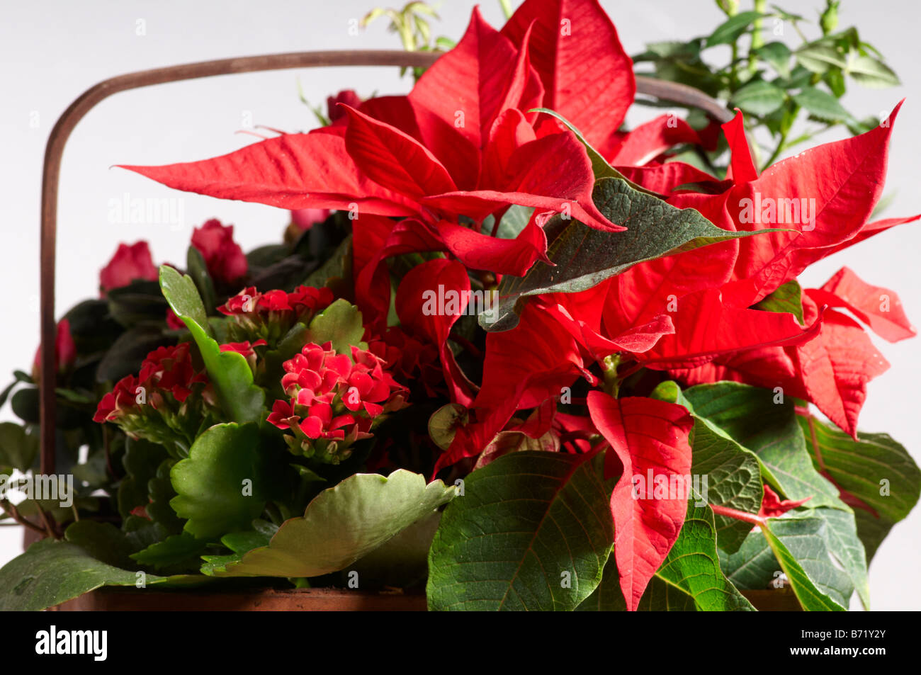 Still life of red Christmas plants in basket Poinsettia, Flaming Katie, Rose, Azalea. Interflora gift. Stock Photo