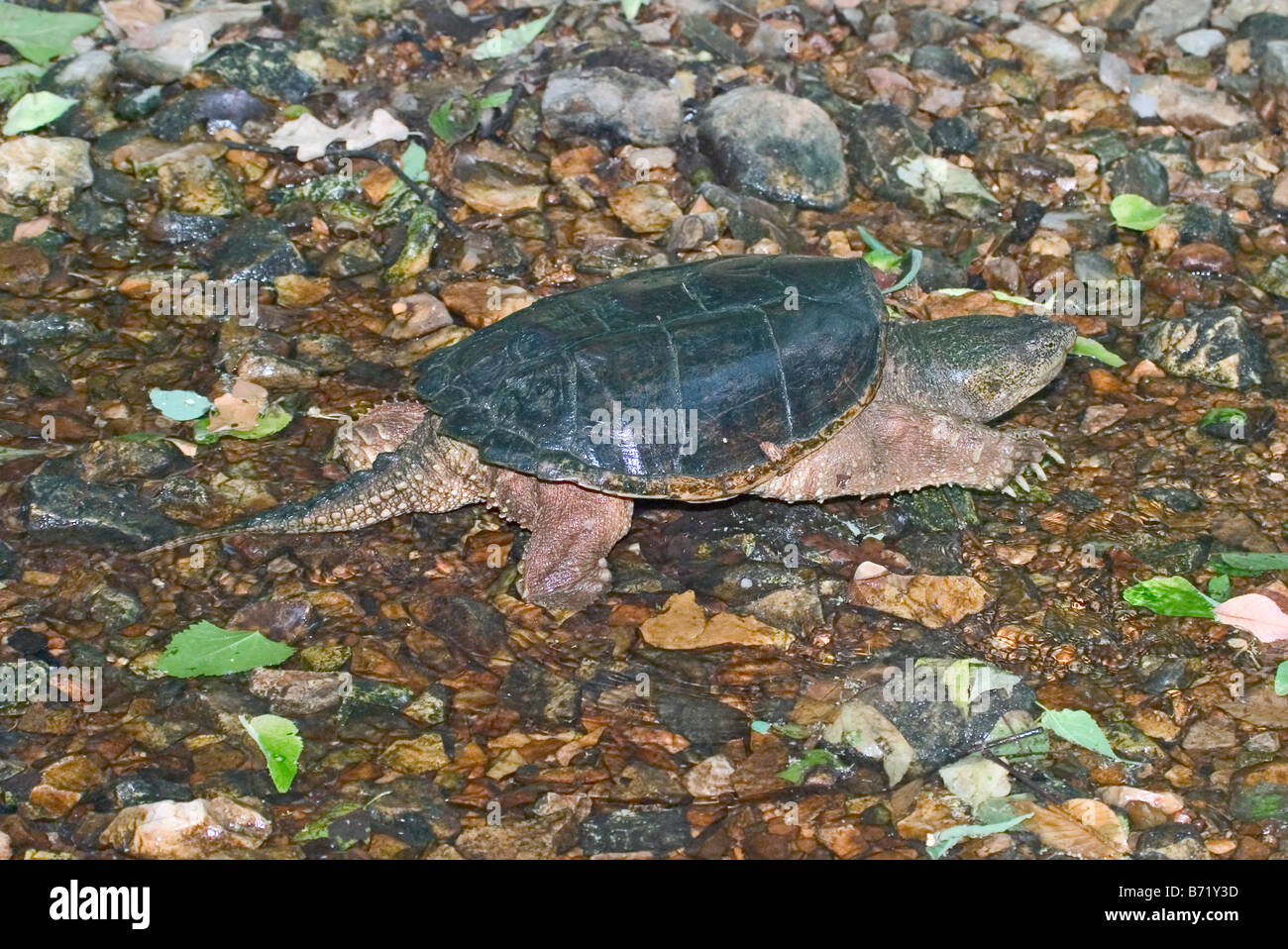 Snapping Turtle Chelydra serpentina Springfield Missouri United States