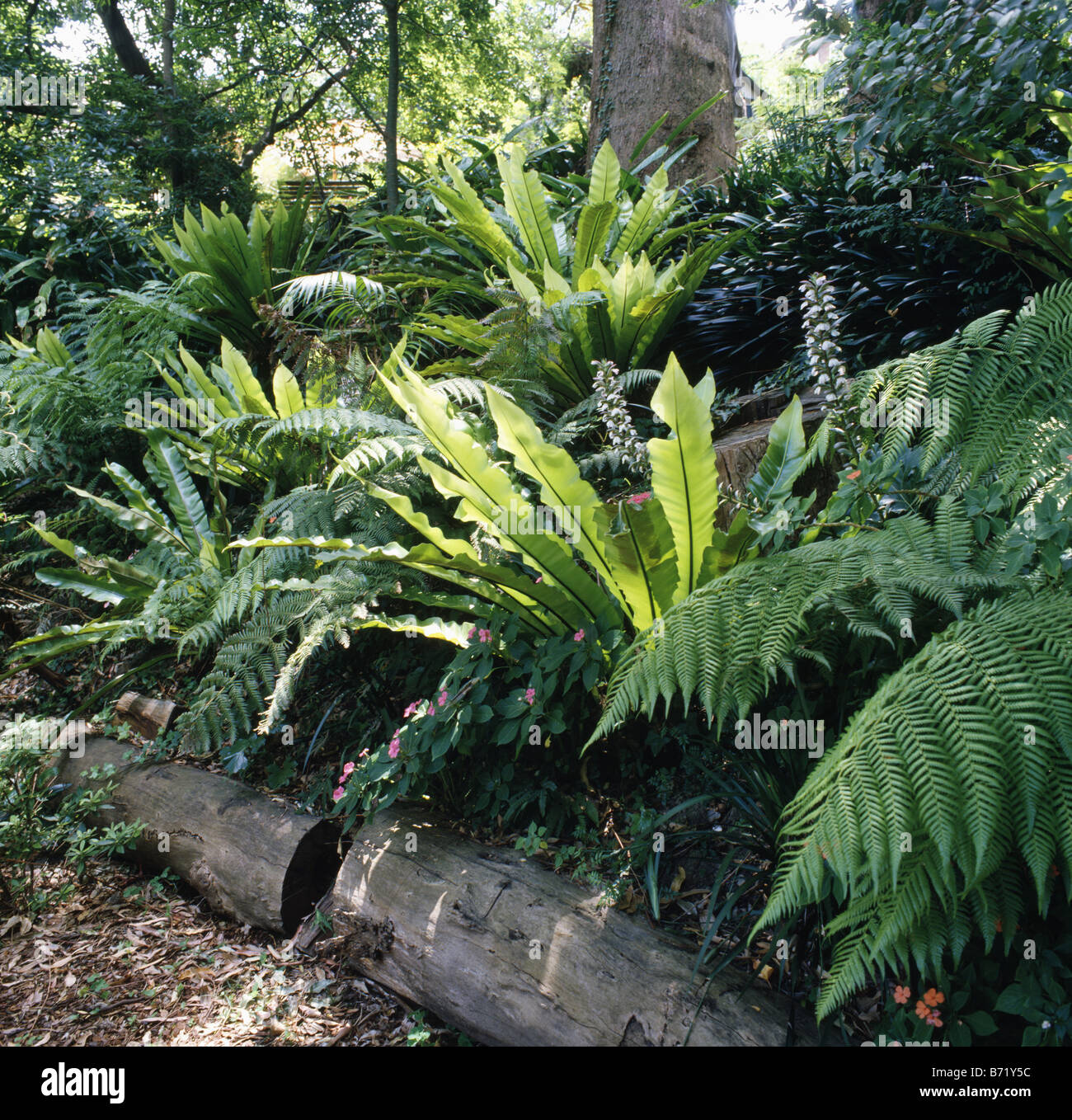 Ferns growing below trees in shady woodland border edged with logs