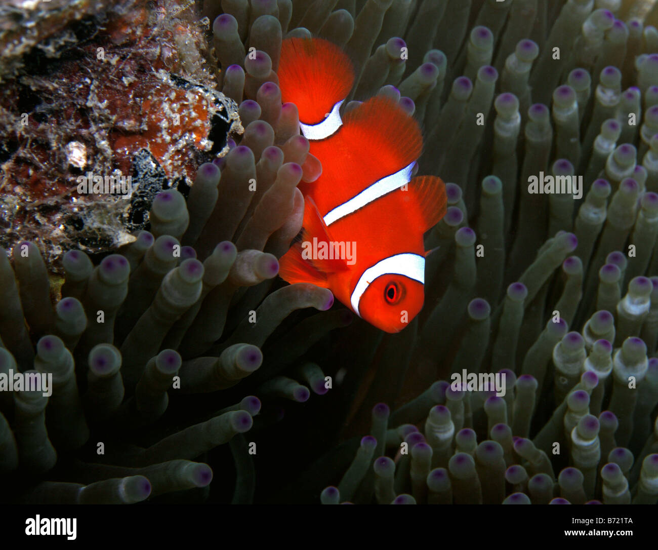 Spinecheek Anemonefish amphiprion rubrocinctus in anemone in indo pacific Stock Photo