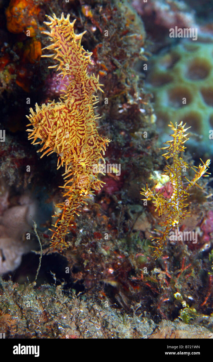 Ornate Ghost pipefish solenostomus paradoxis A mated pair swimming in unison Stock Photo