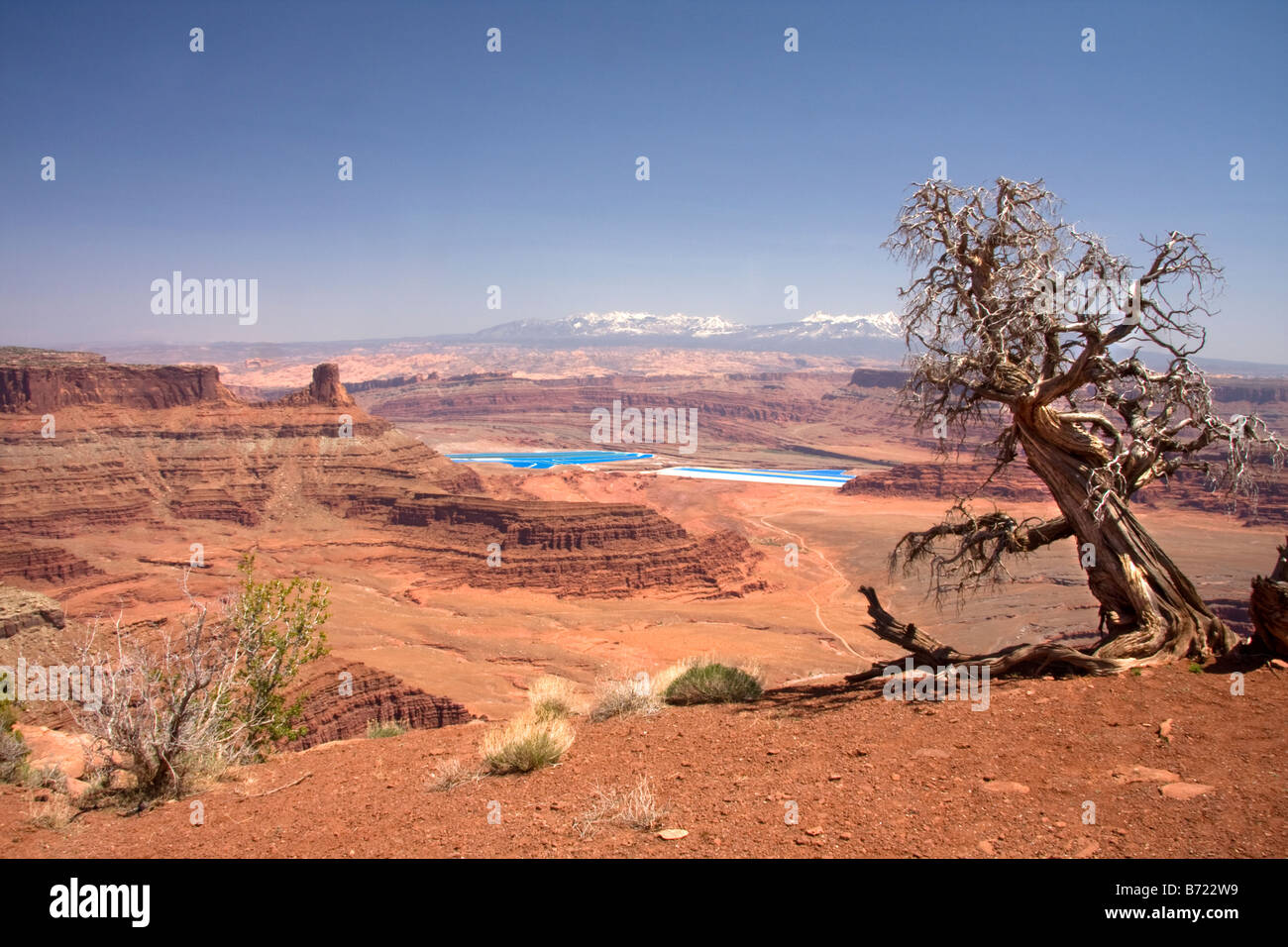 A twisted Utah juniper at Dead Horse Point overlooking the Meander Canyon Dead Horse Point State Park Utah Stock Photo