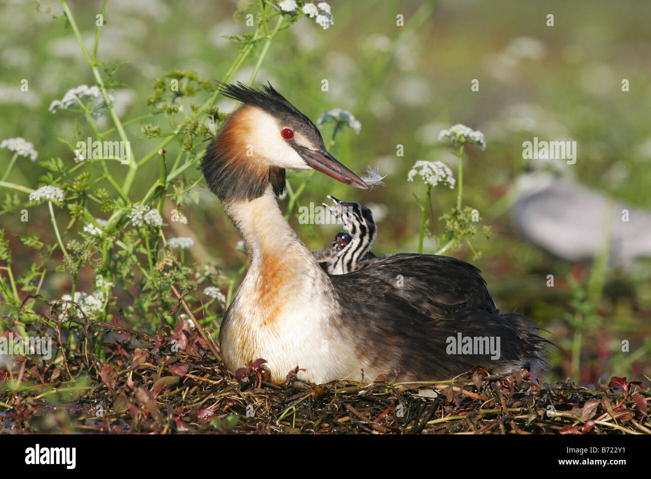 Great Crested Grebe with its chicks on the back Stock Photo