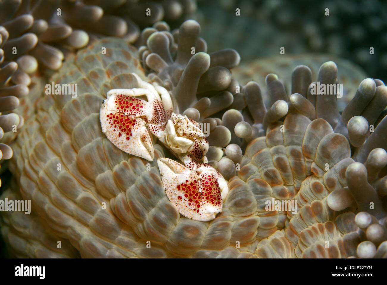 Anemone crab neopetrolisthes ohshima feeding on south pacific anenome Stock Photo