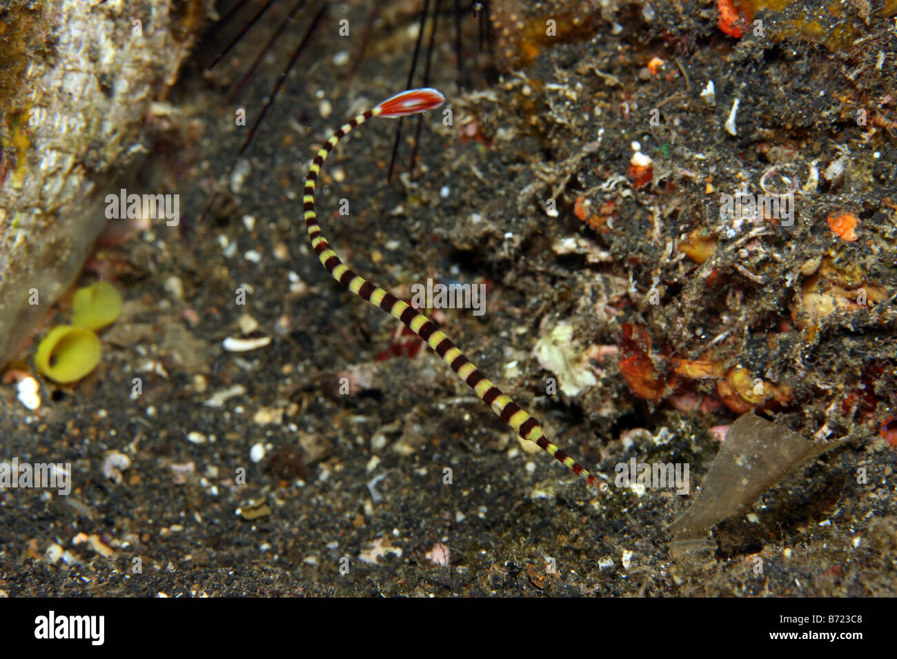Ringed pipefish Doryrhamphus dactyliophorus swimming on coral reef with other fish Stock Photo