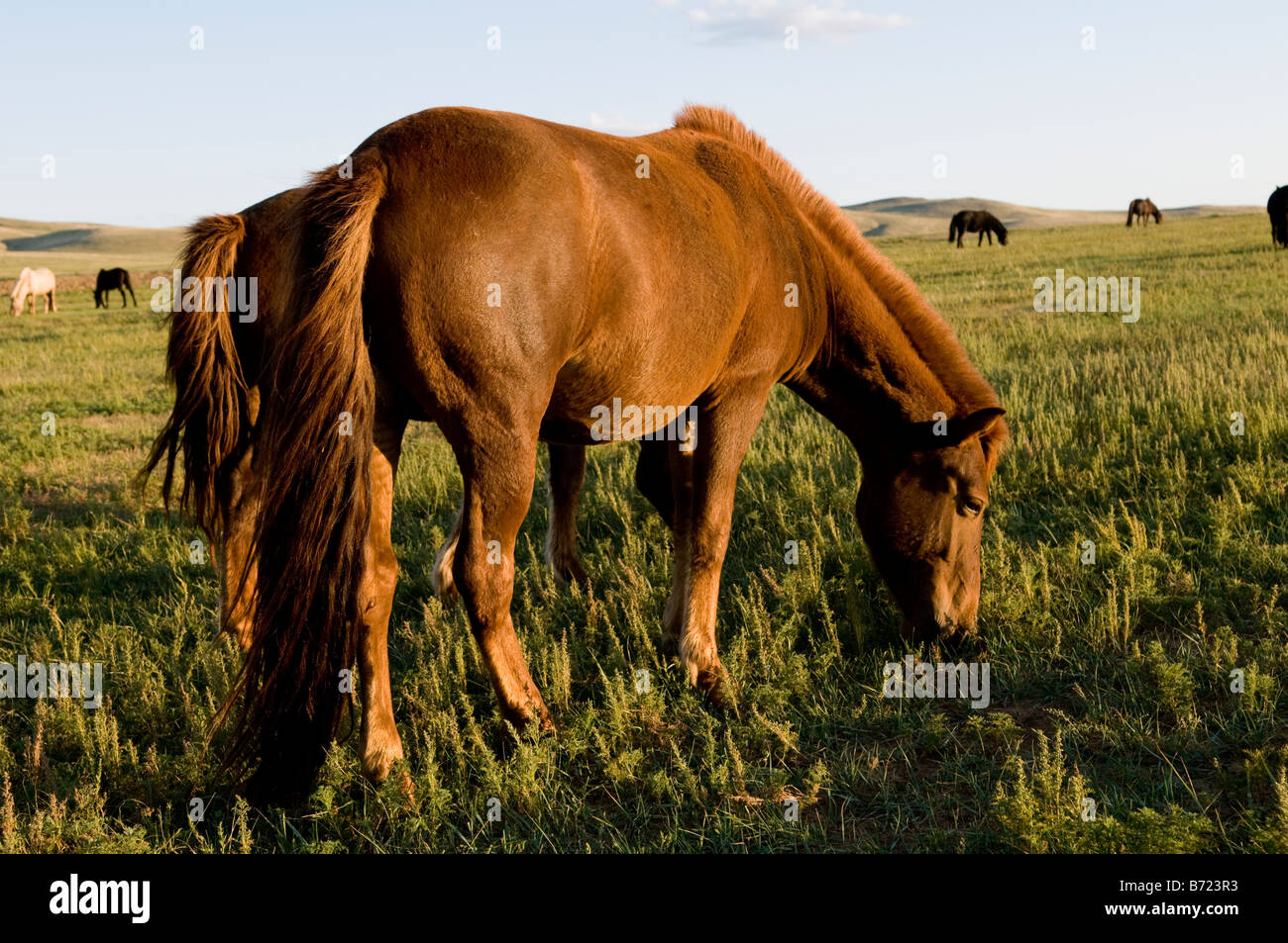 Herds or horses in the Mongolian grasslands Stock Photo - Alamy