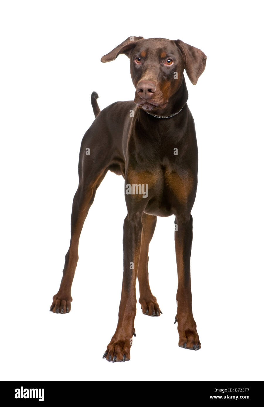 Crossbreed dog in front of a white background Stock Photo - Alamy