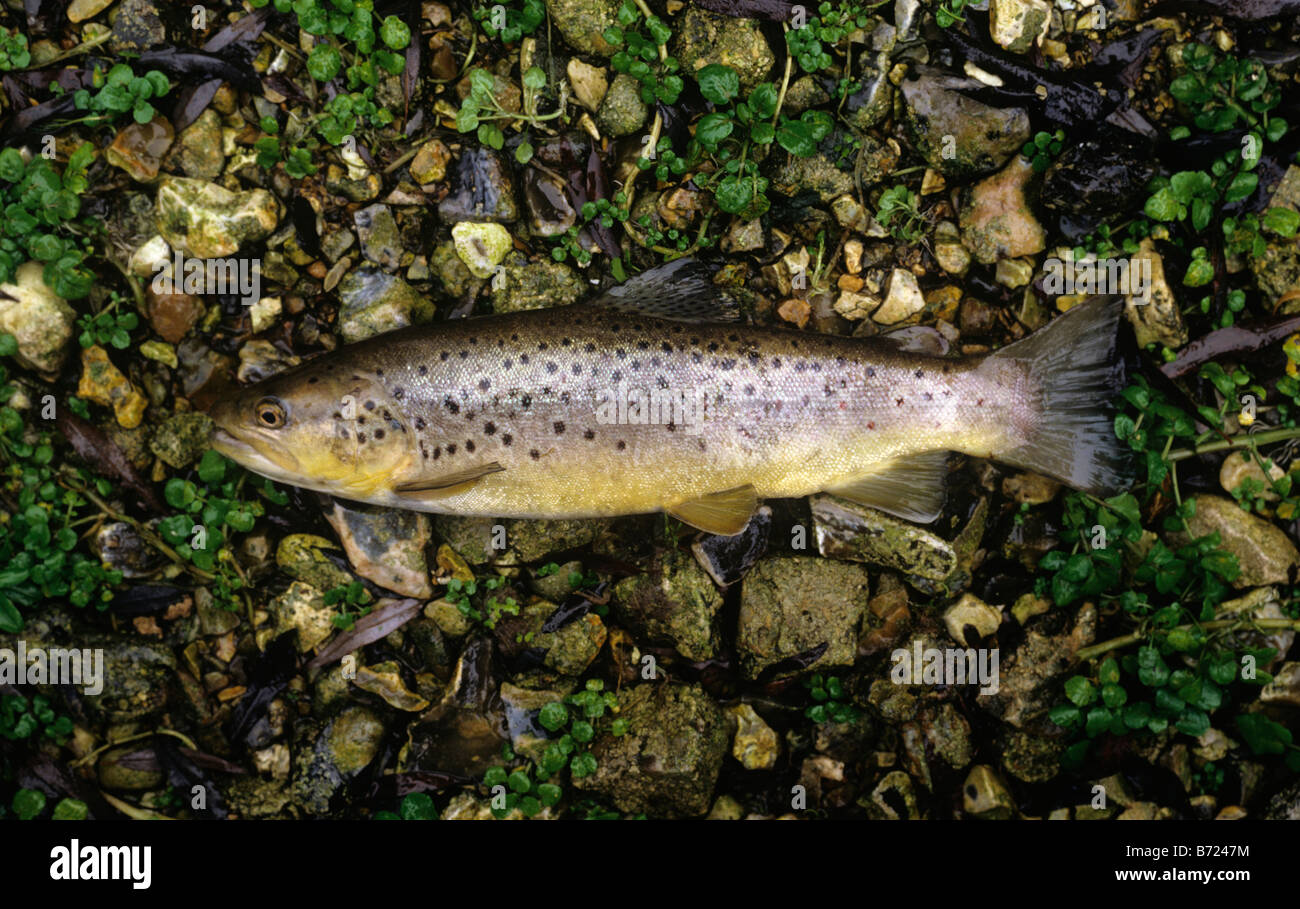 Brown trout, chalk stream form, (silvery variation) from river Kennet, Wiltshire, at spawning time. Photographed 22 November Stock Photo