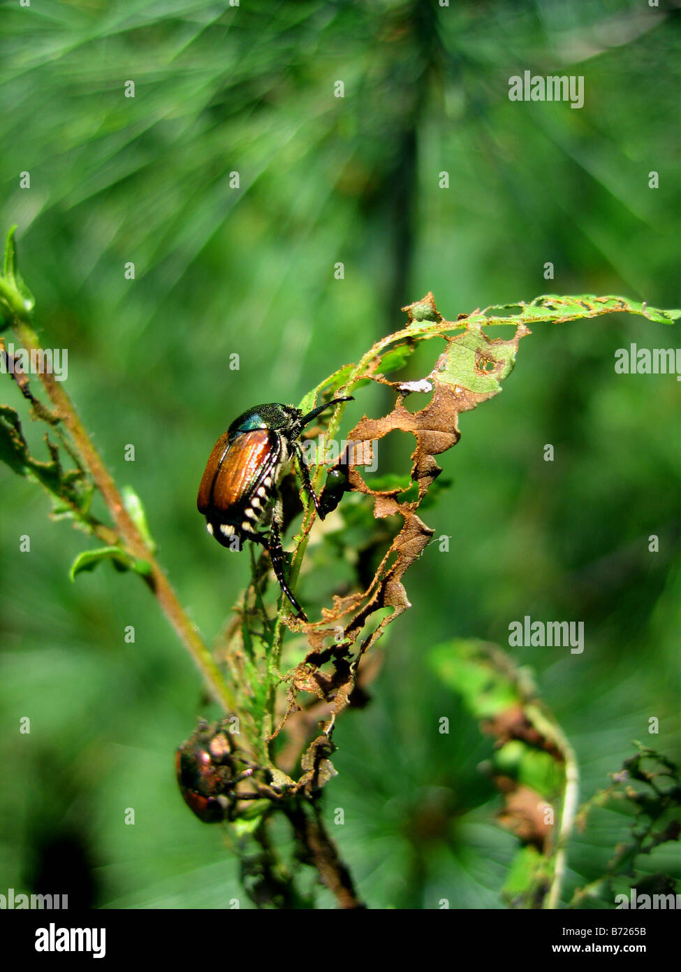 Japanese beetles, Popillia japonica destroying a rose leaf Stock Photo ...