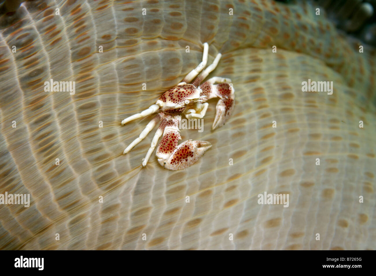 Anemone crab neopetrolisthes ohshima feeding on south pacific anenome Stock Photo