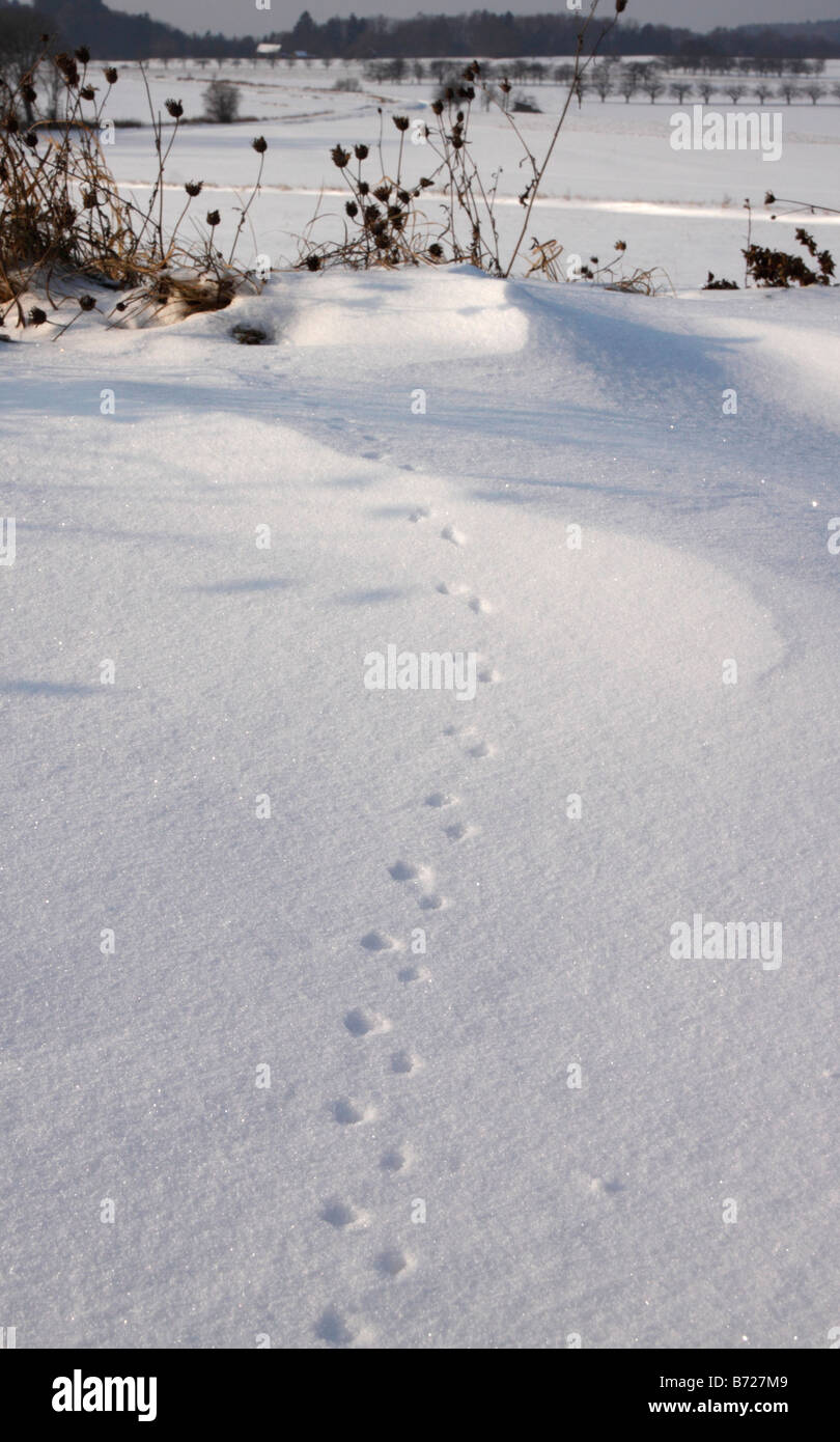 Animal tracks in snow Stock Photo