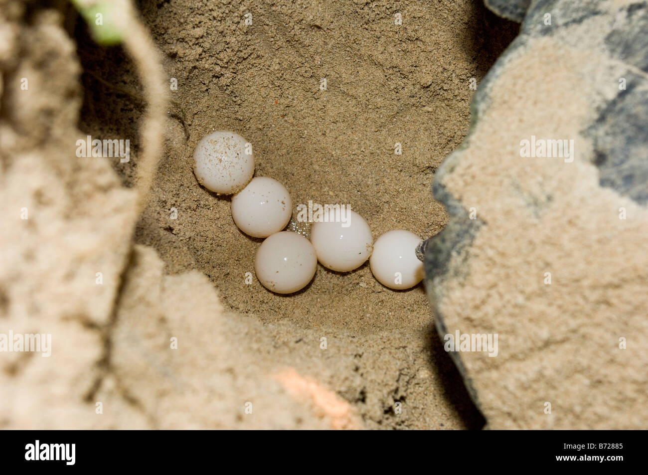 Freshly laid green turtle eggs in a nest, Turtle Islands National Park