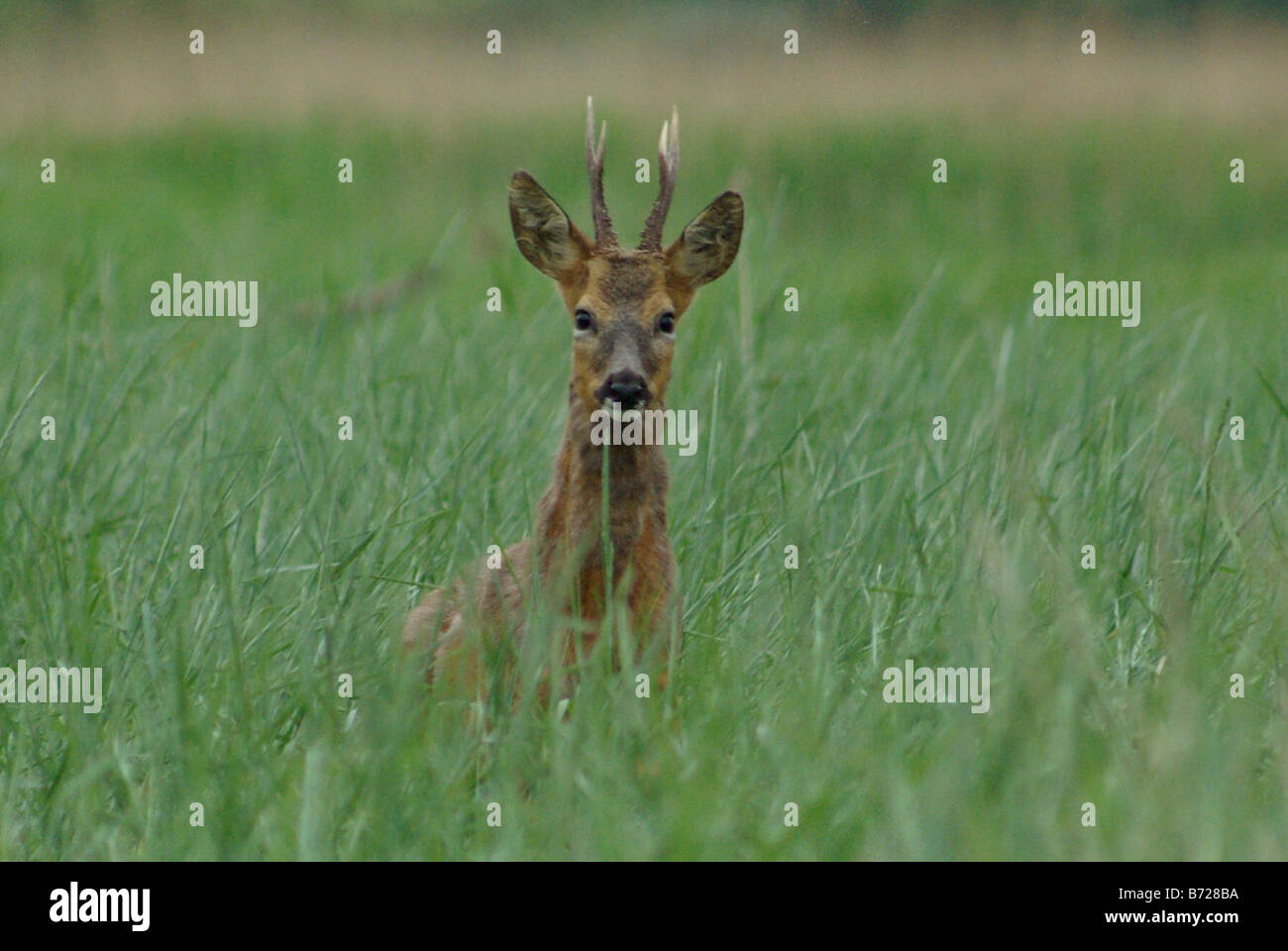 Roe Deer Buck Stock Photo - Alamy