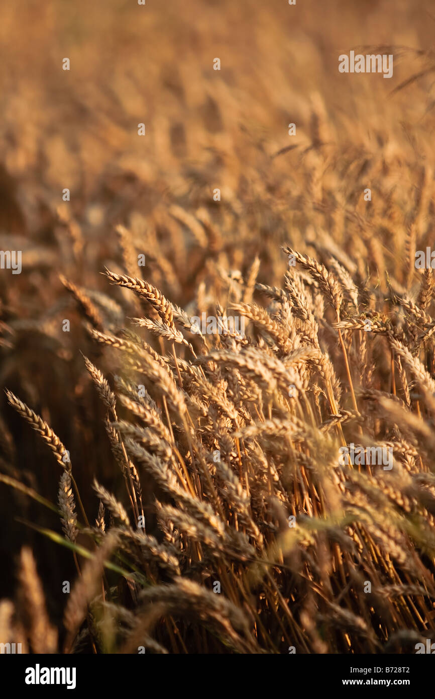 wheat field Stock Photo