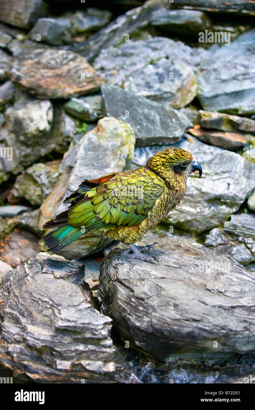 New Zealand, South Island, Queenstown, KEA bird, Nestor notabilis. Stock Photo