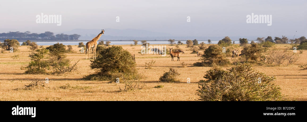 Panorama of Lake Naivasha with giraffe, waterbuck and wildebeest Stock Photo