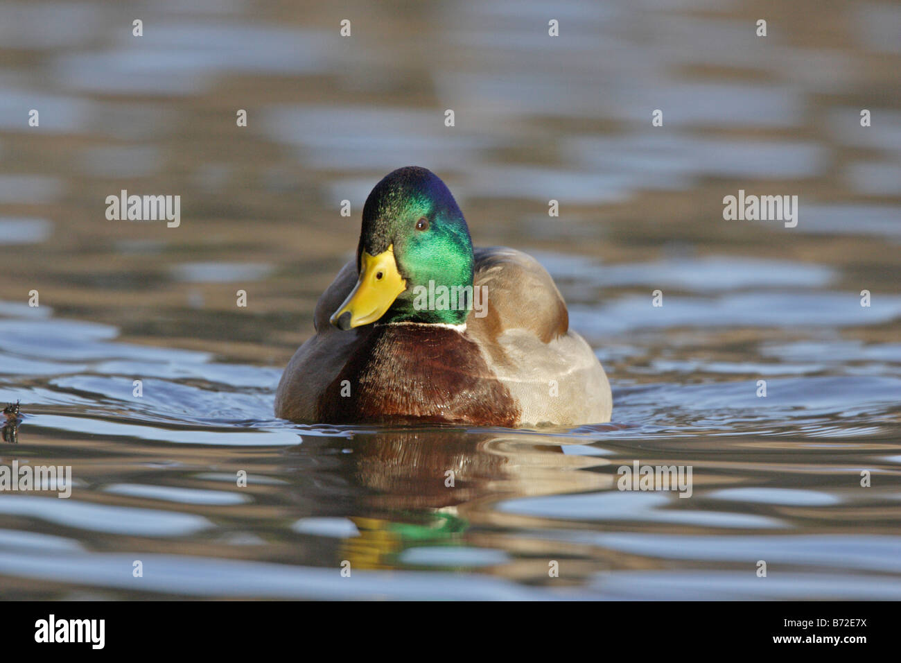 Drake Mallard duck swimming Stock Photo