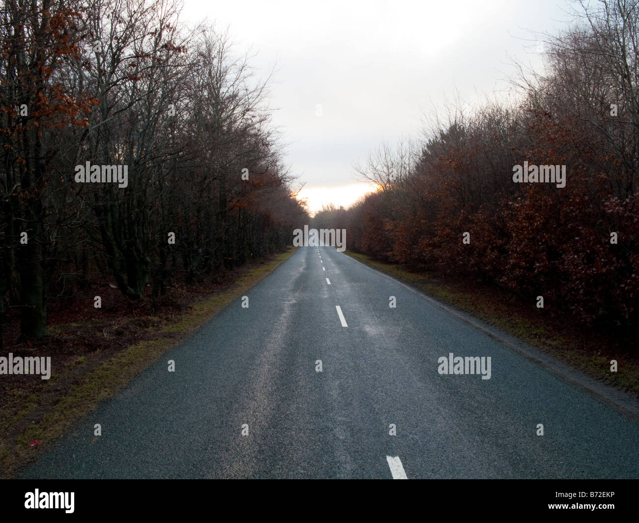 Never ending straight road autunm trees to side Stock Photo